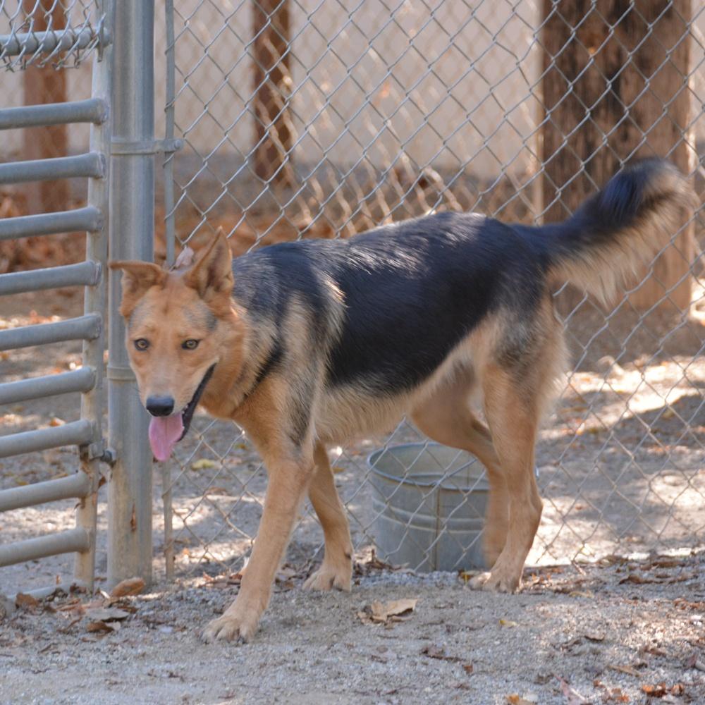 Enlarge Penelope, a Adoptable mixed breed in Ontario, CA image 3/3
