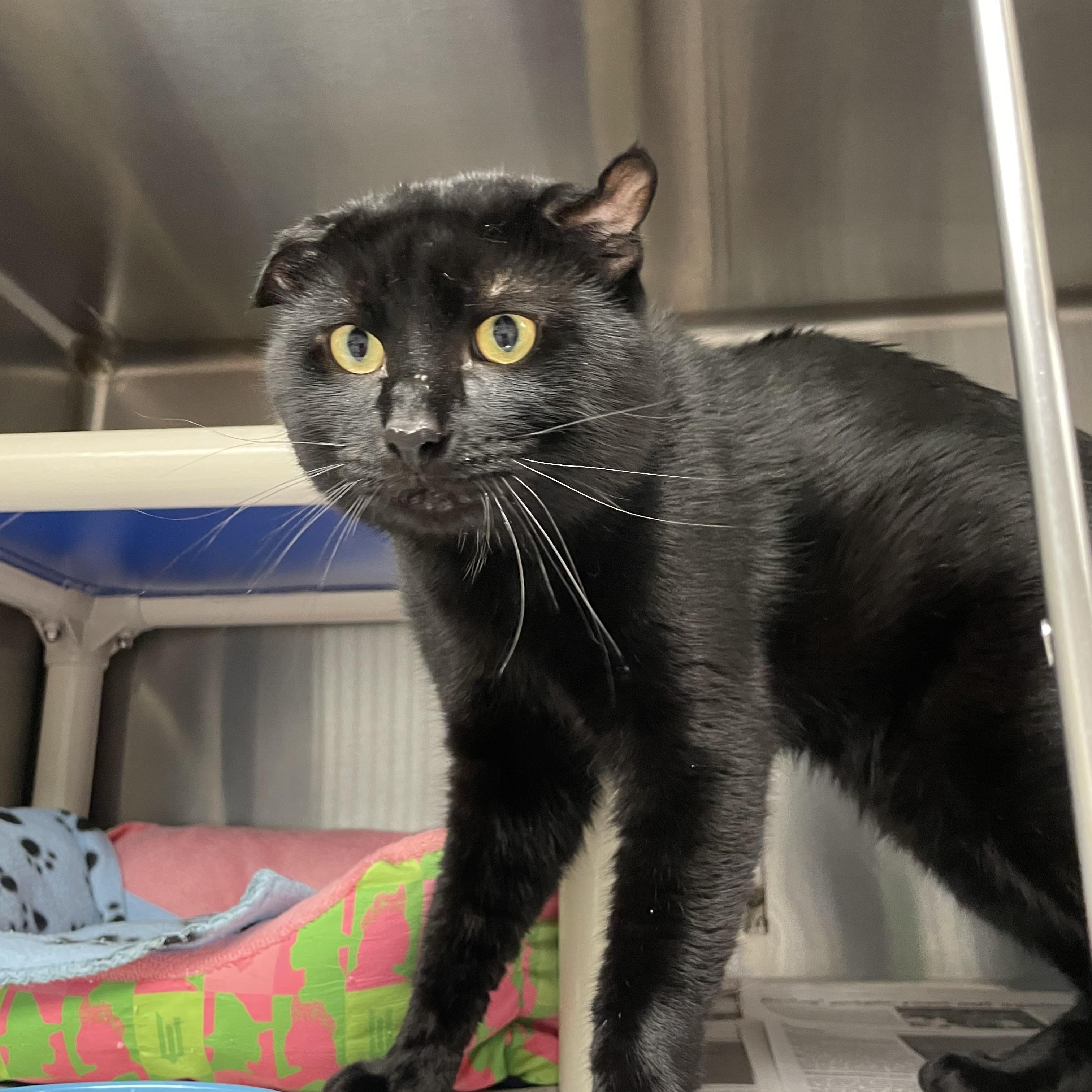 Salem photo