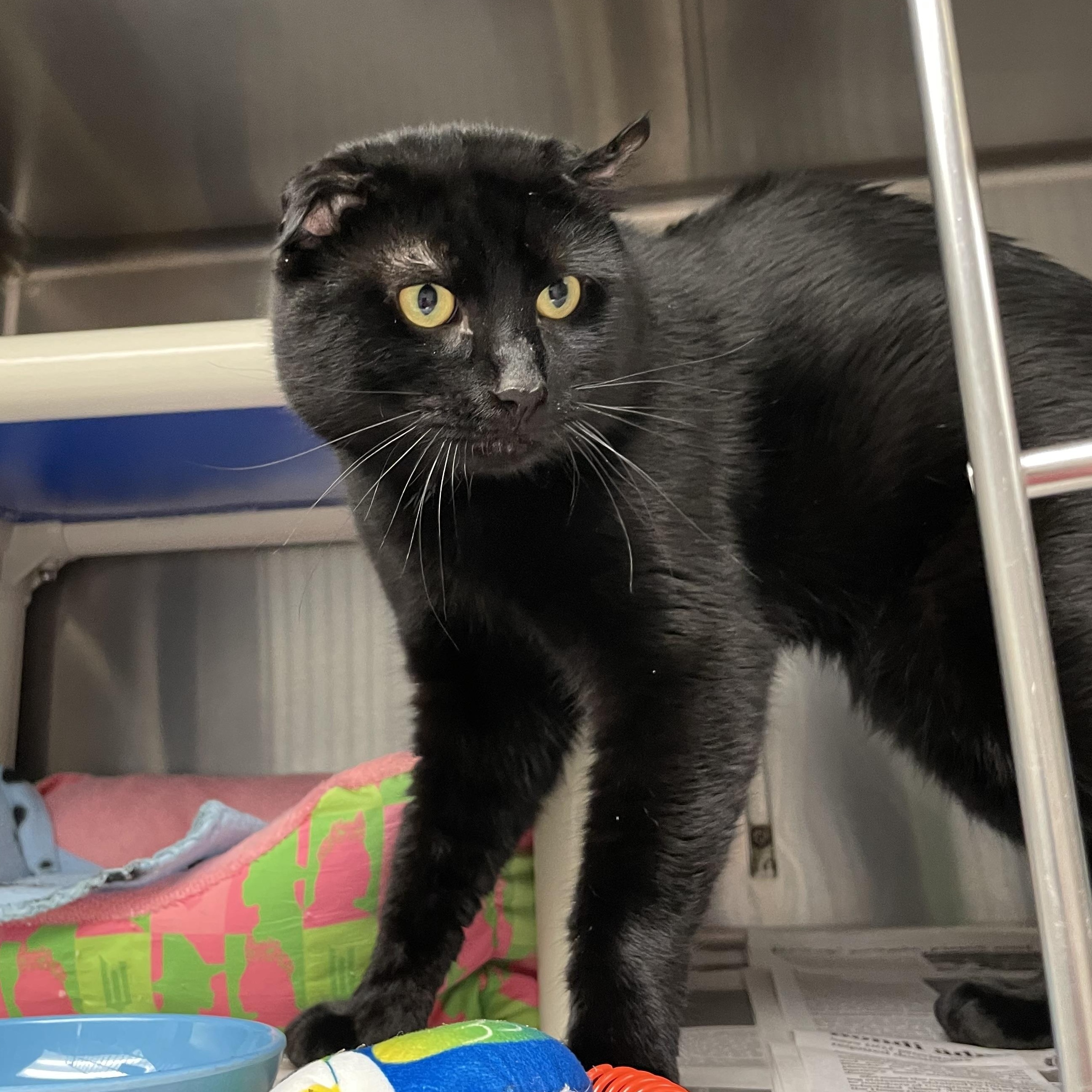 Enlarge Salem, a Adoptable American Shorthair in North Kingstown, RI image 5/5