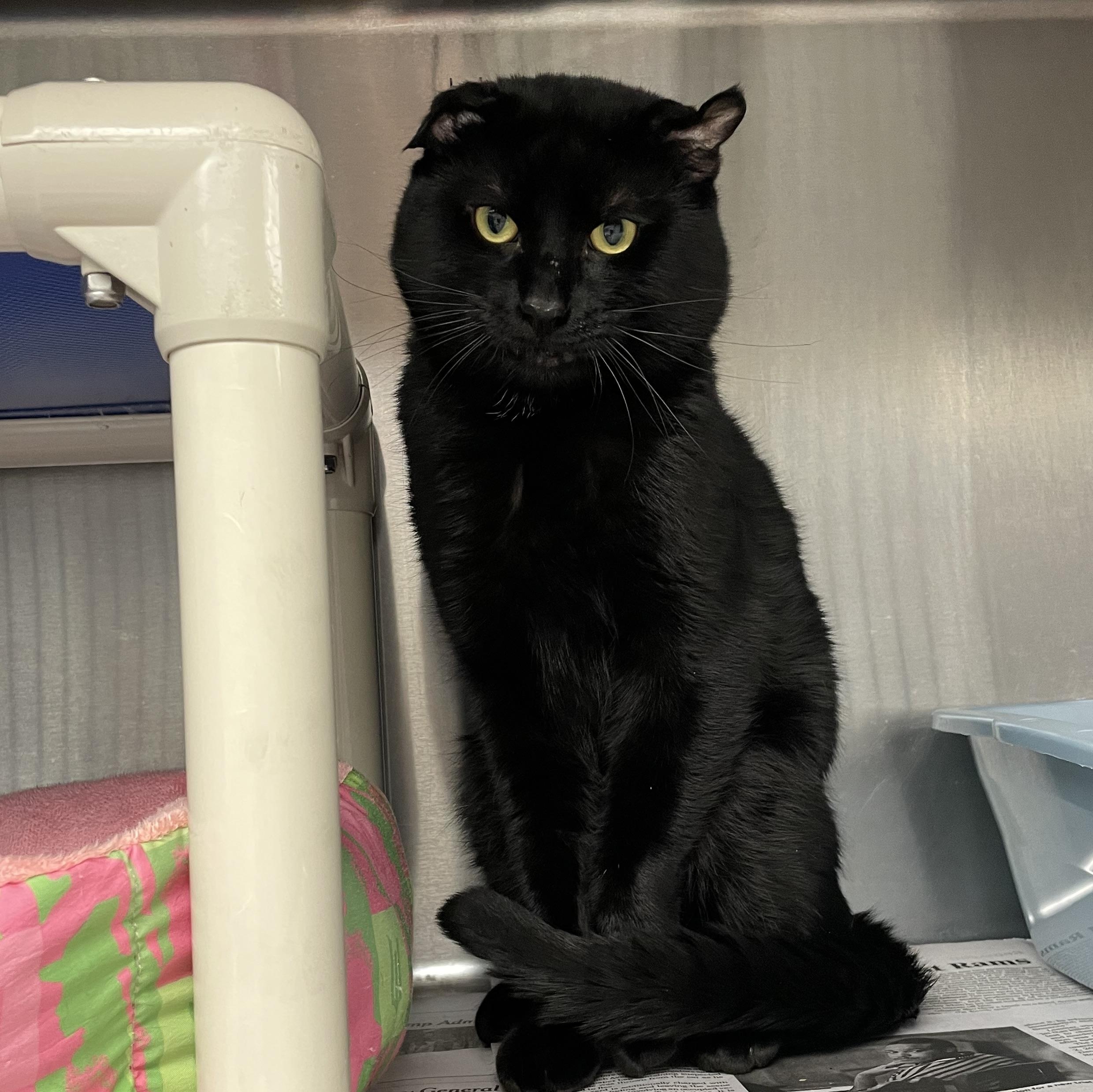 Enlarge Salem, a Adoptable American Shorthair in North Kingstown, RI image 3/5
