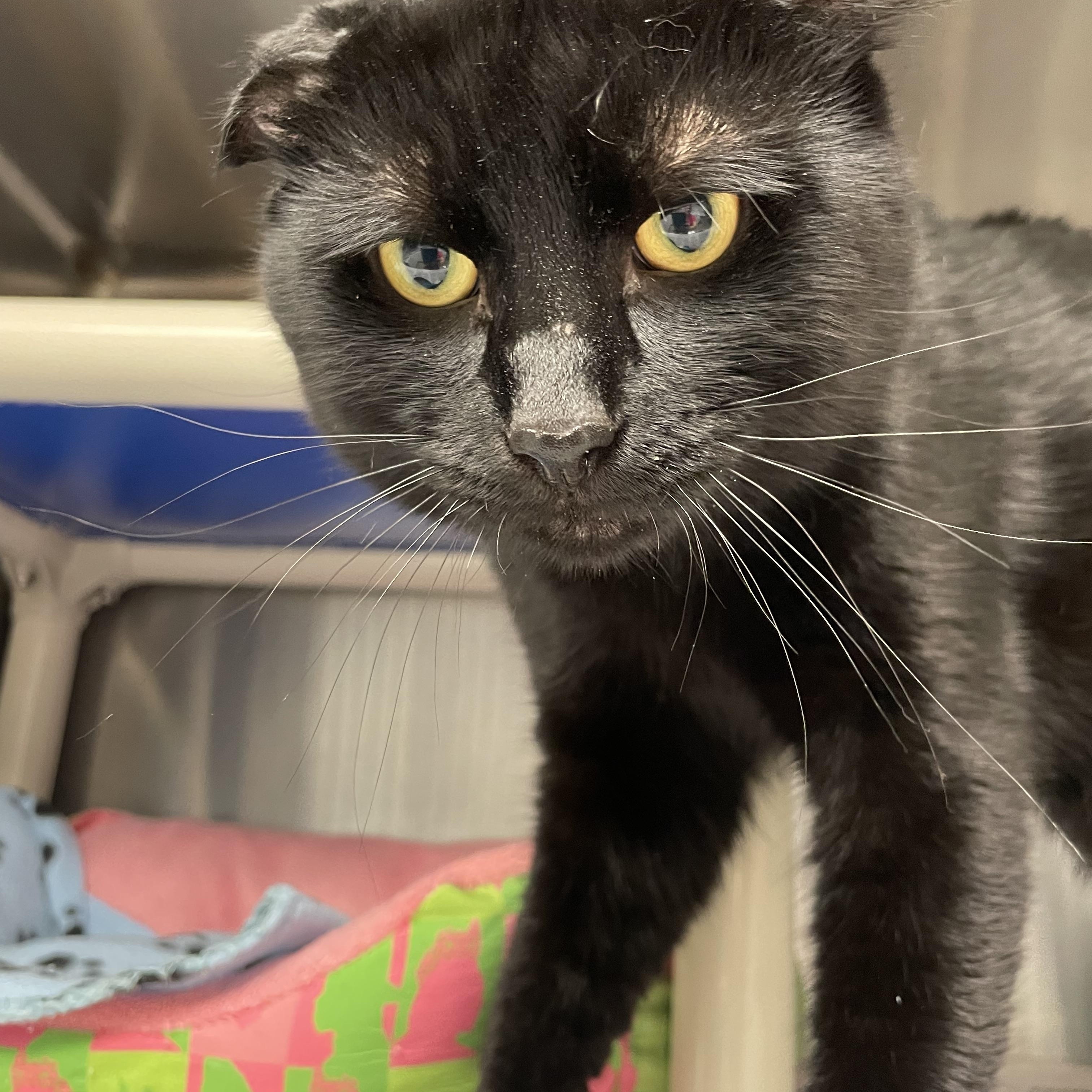 Enlarge Salem, a Adoptable American Shorthair in North Kingstown, RI image 4/5