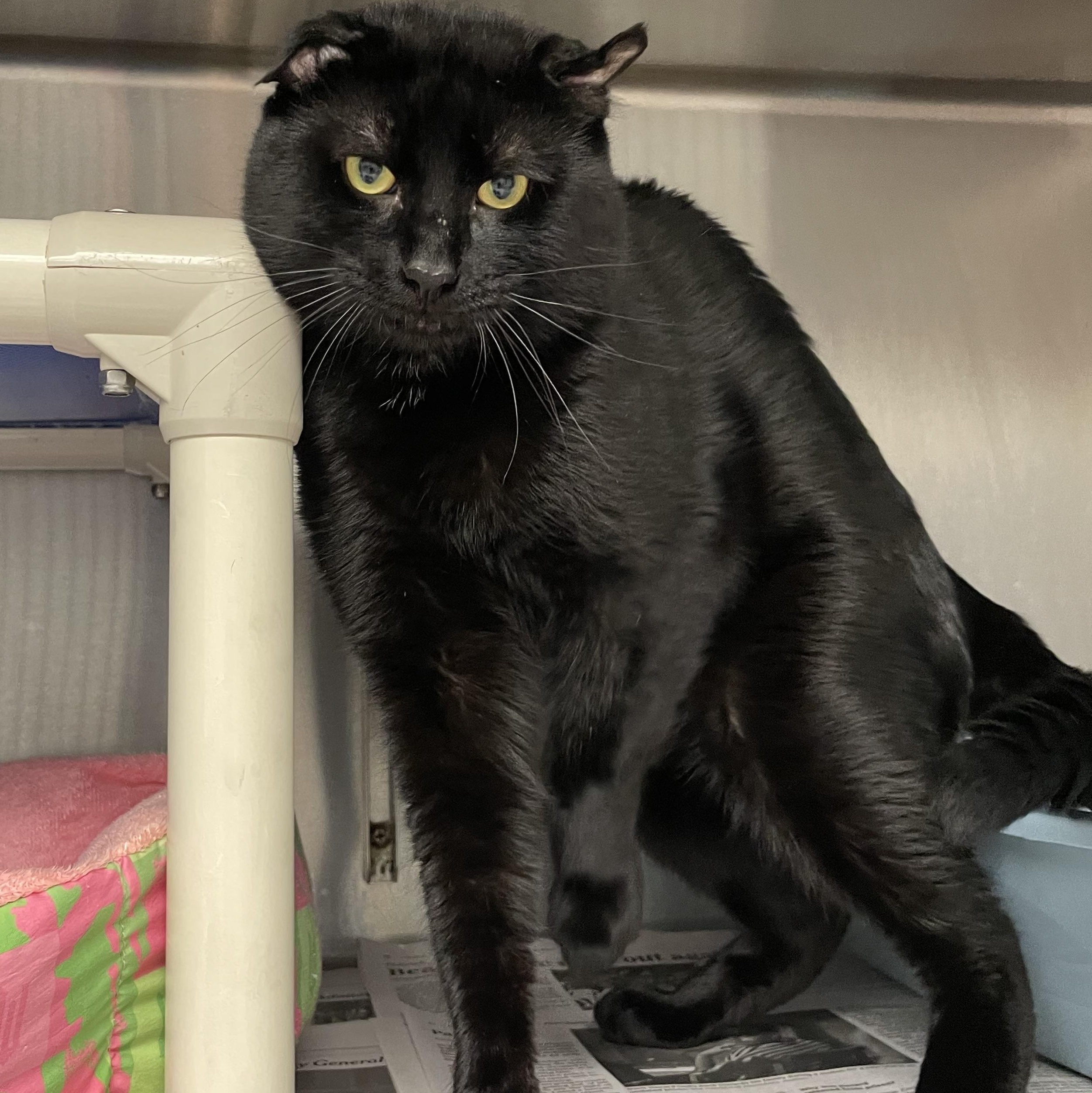 Enlarge Salem, a Adoptable American Shorthair in North Kingstown, RI image 2/5