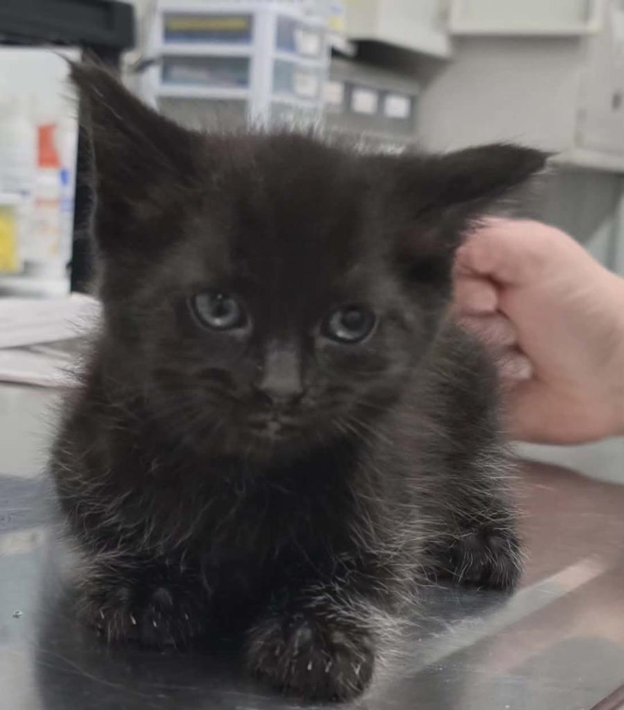 Dahlia, Adoptable, Kitten Female Domestic Medium Hair.