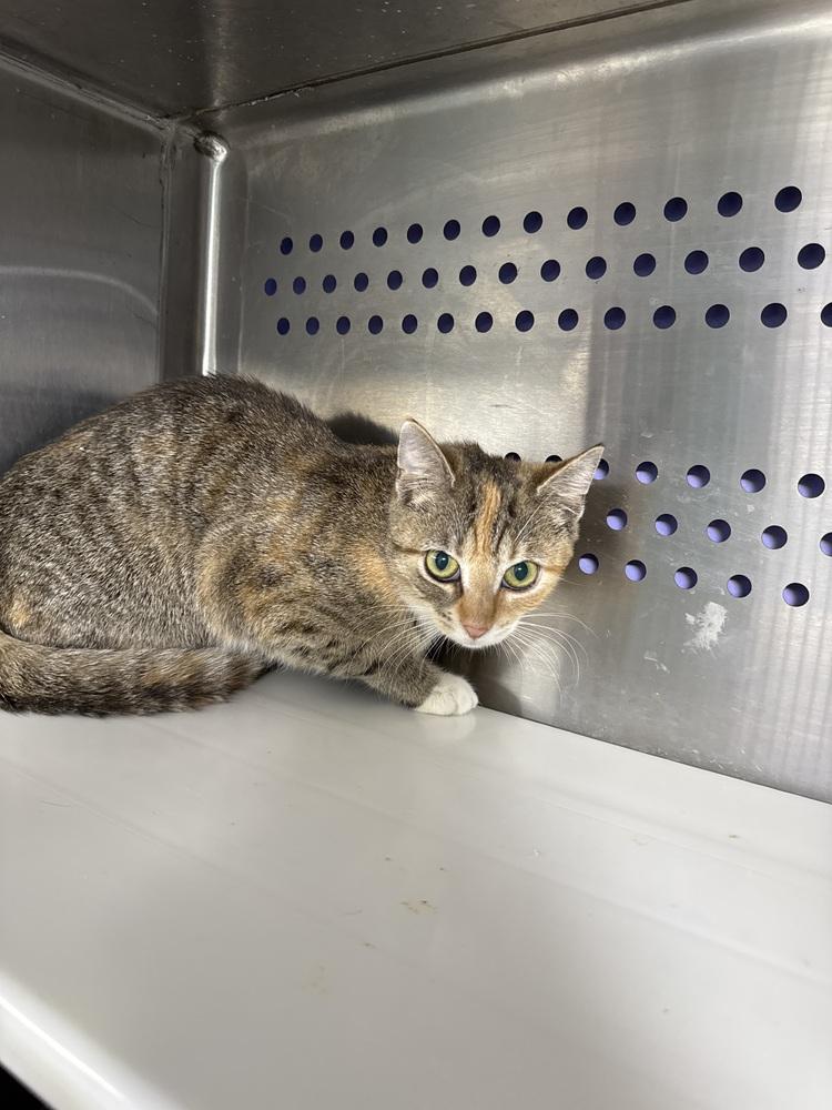 Freyja, Adoptable, Kitten Female Domestic Short Hair.