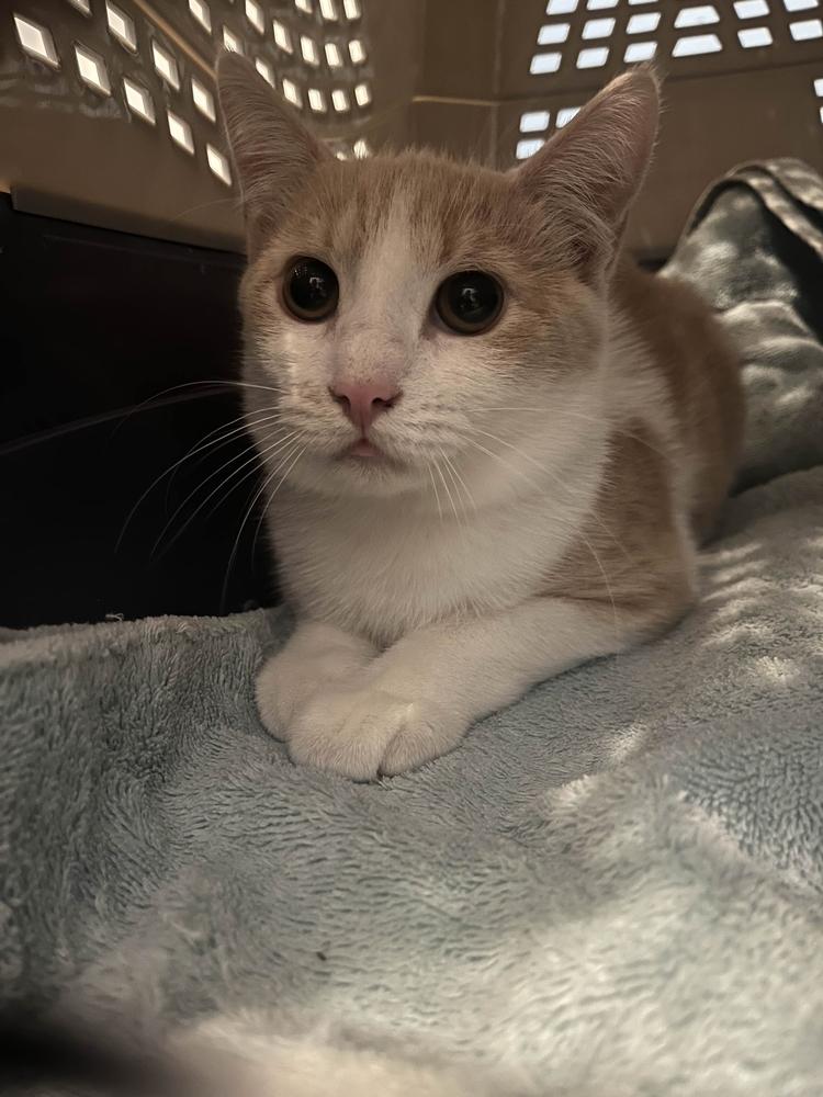 Precious, Adoptable, Kitten Male Domestic Short Hair.