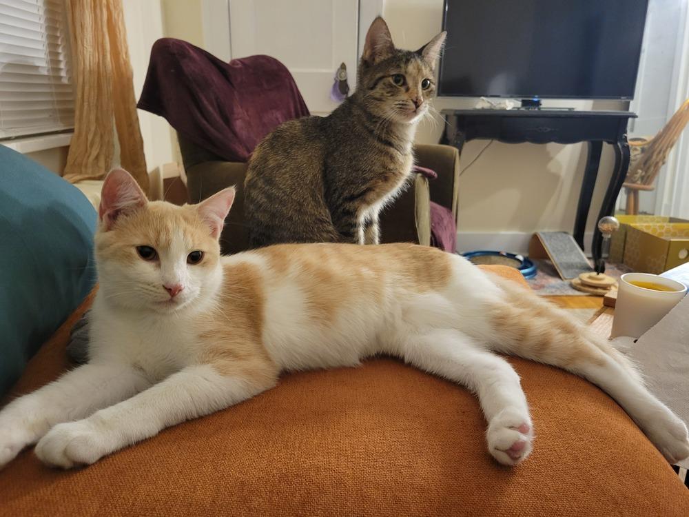 Precious, Adoptable, Kitten Male Domestic Short Hair.