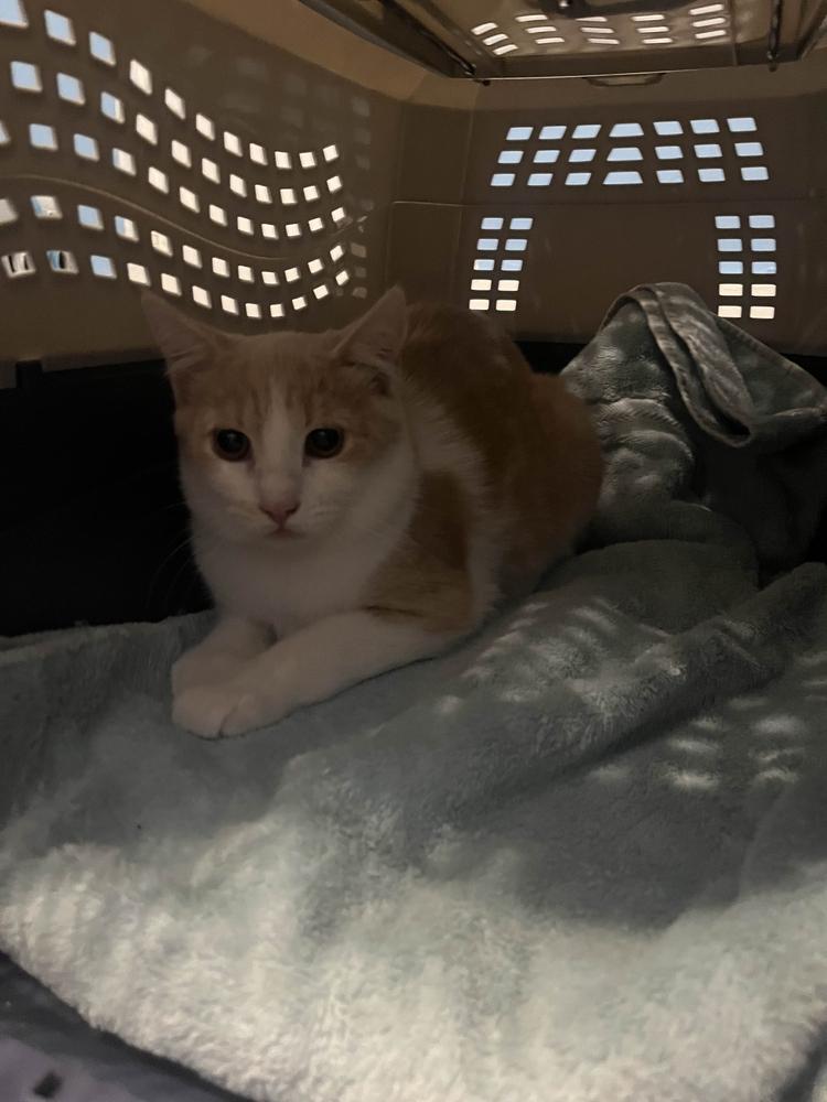 Precious, a Adoptable mixed breed in Albany, NY image 2/6