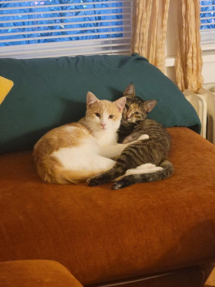 Enlarge Precious, a Adoptable mixed breed in Albany, NY image 3/6