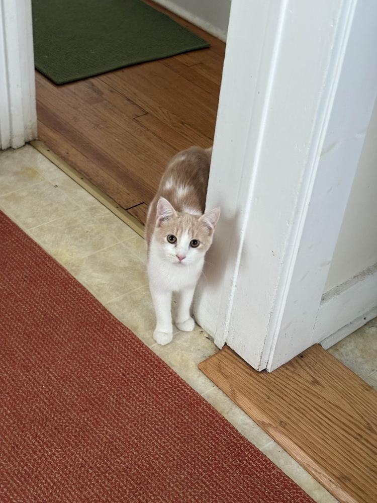 Precious, Adoptable, Kitten Male Domestic Short Hair.