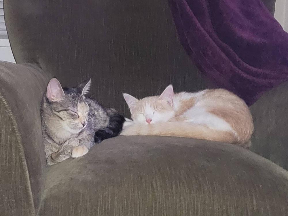 Precious, a Adoptable mixed breed in Albany, NY image 4/6