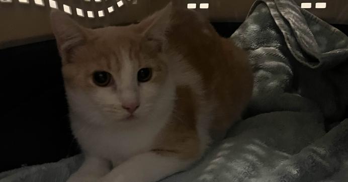 Precious, a Adoptable mixed breed in Albany, NY image 6/6