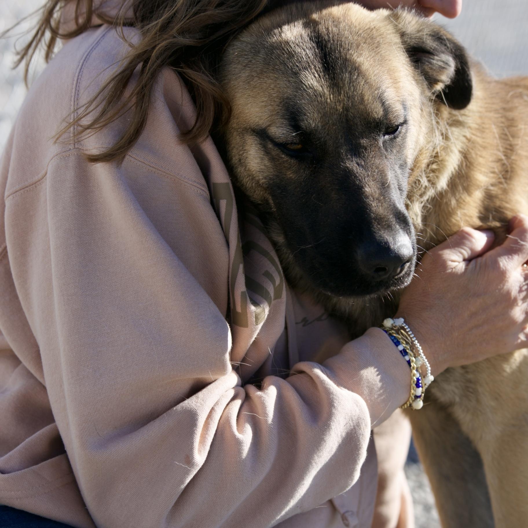 Enlarge Nala, a Adoptable mixed breed in Mount Sterling, KY image 4/5