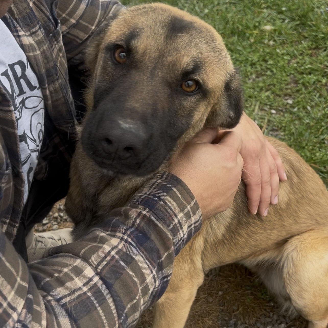 Enlarge Nala, a Adoptable mixed breed in Mount Sterling, KY image 1/5