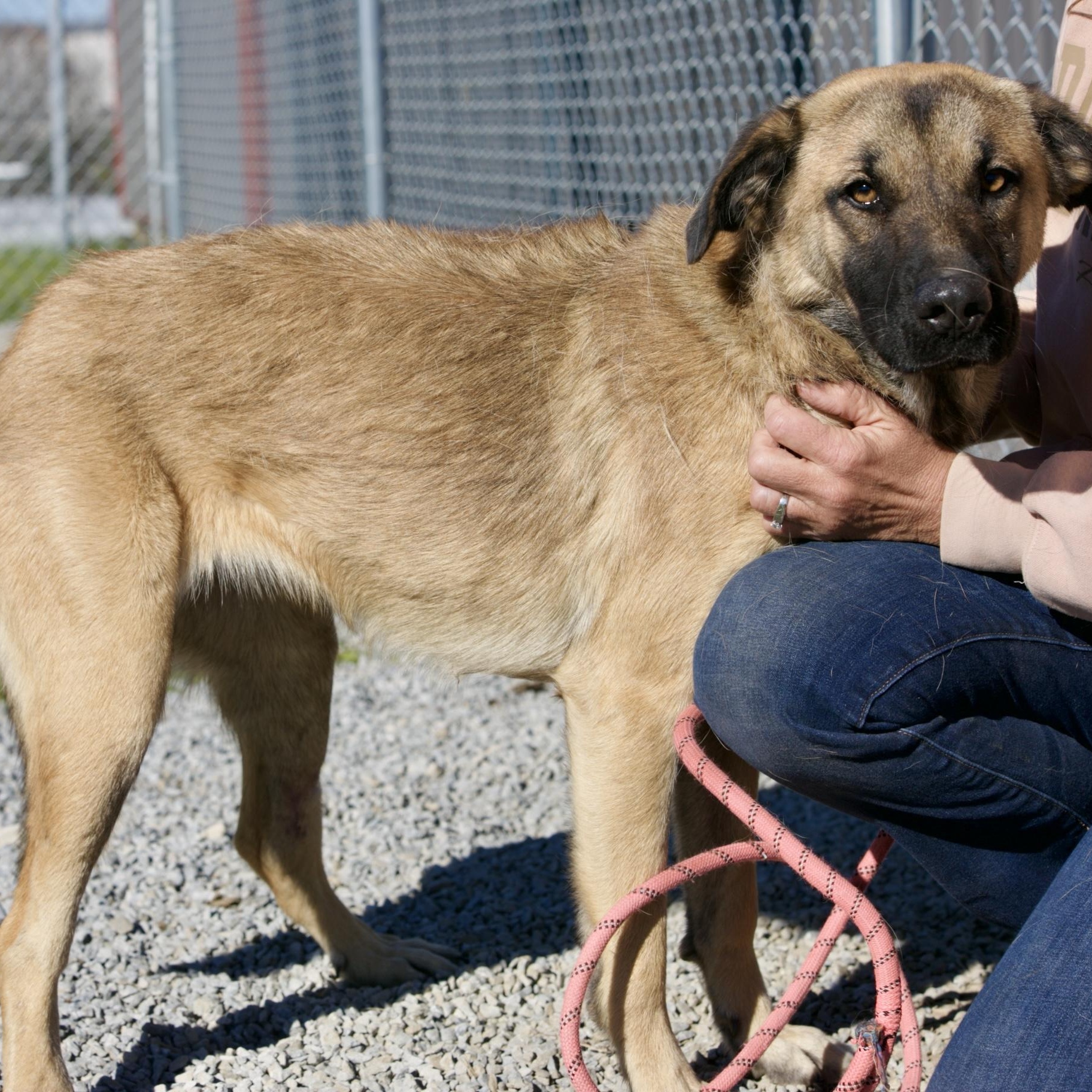 Enlarge Nala, a Adoptable mixed breed in Mount Sterling, KY image 5/5