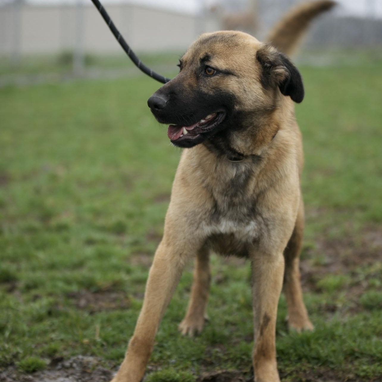 Enlarge Nala, a Adoptable mixed breed in Mount Sterling, KY image 4/4