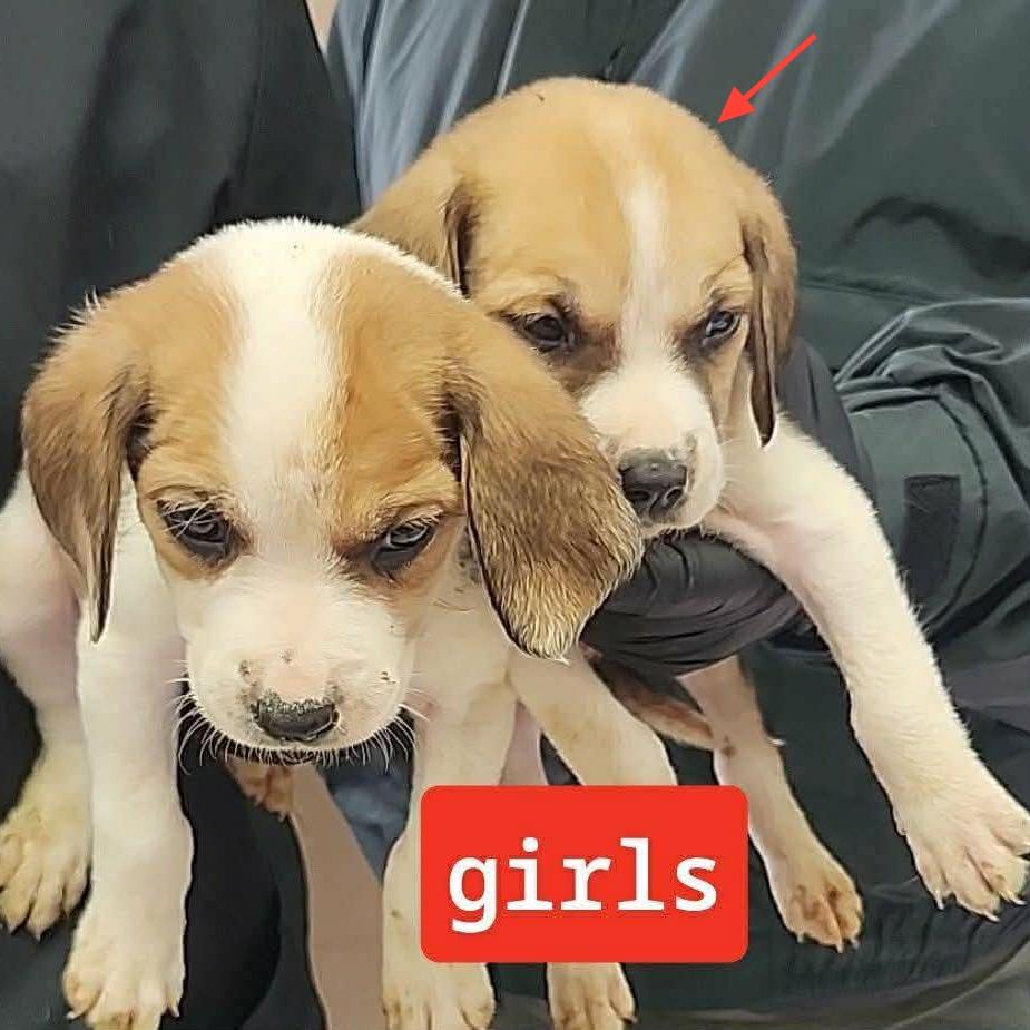 Fiona, Adoptable, Puppy Female Beagle.