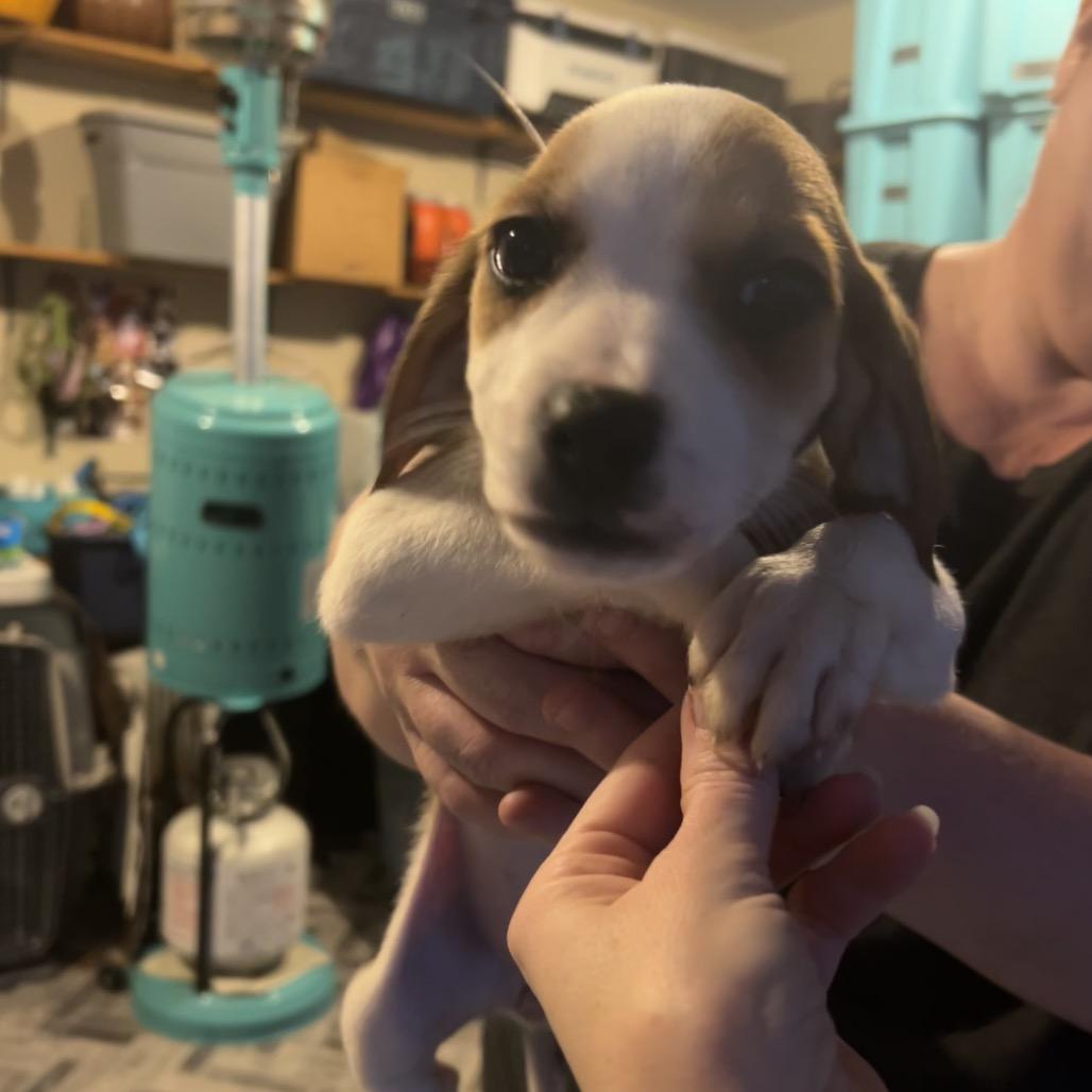 Enlarge Fiona, a Adoptable mixed breed in Phoenix, MD image 2/4