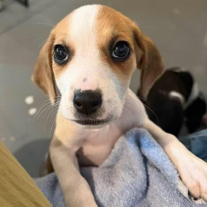 Enlarge Fiona, a Adoptable mixed breed in Phoenix, MD image 3/4