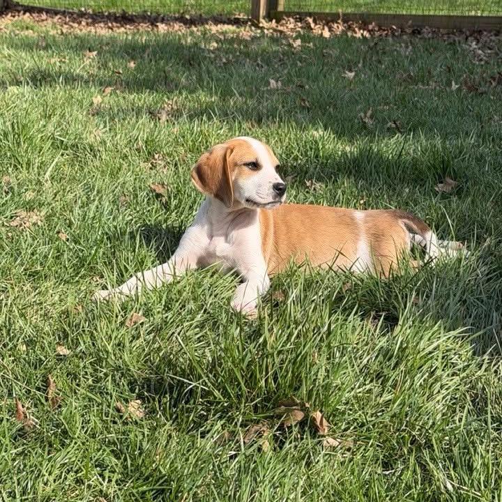 Enlarge Fiona, a Adoptable mixed breed in Phoenix, MD image 4/5