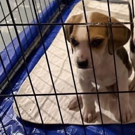 Enlarge Fiona, a Adoptable mixed breed in Phoenix, MD image 4/4