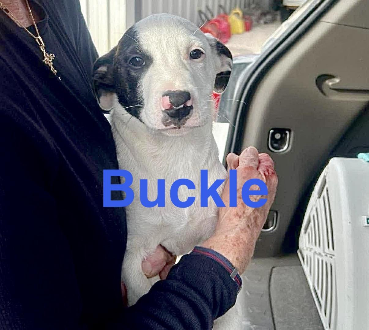 Enlarge Buckle , a Adoptable mixed breed in DeWitt, NY image 2/6