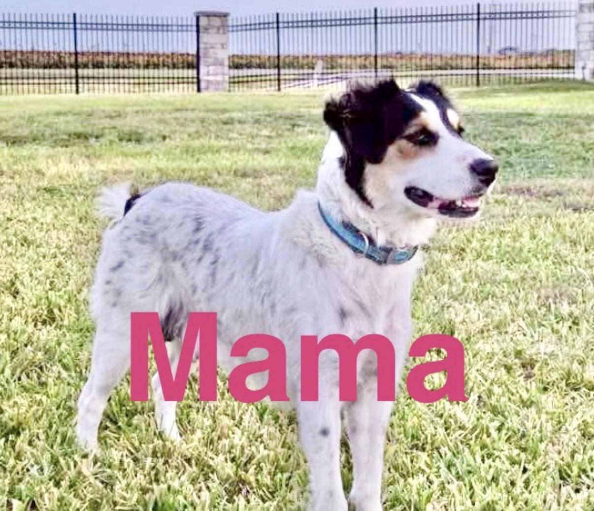 Enlarge Buckle , a Adoptable mixed breed in DeWitt, NY image 4/6