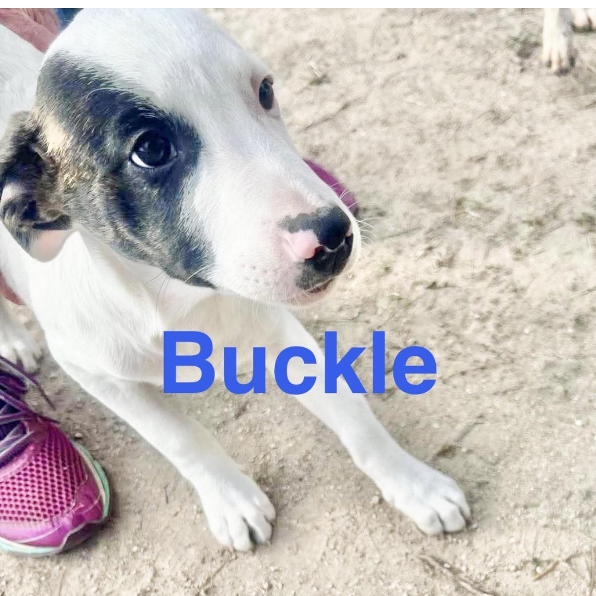 Enlarge Buckle , a Adoptable mixed breed in DeWitt, NY image 1/6