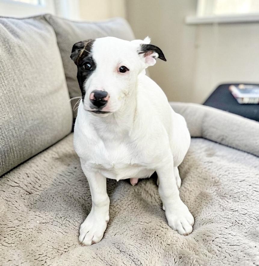 Enlarge Buckle , a Adoptable mixed breed in DeWitt, NY image 6/6