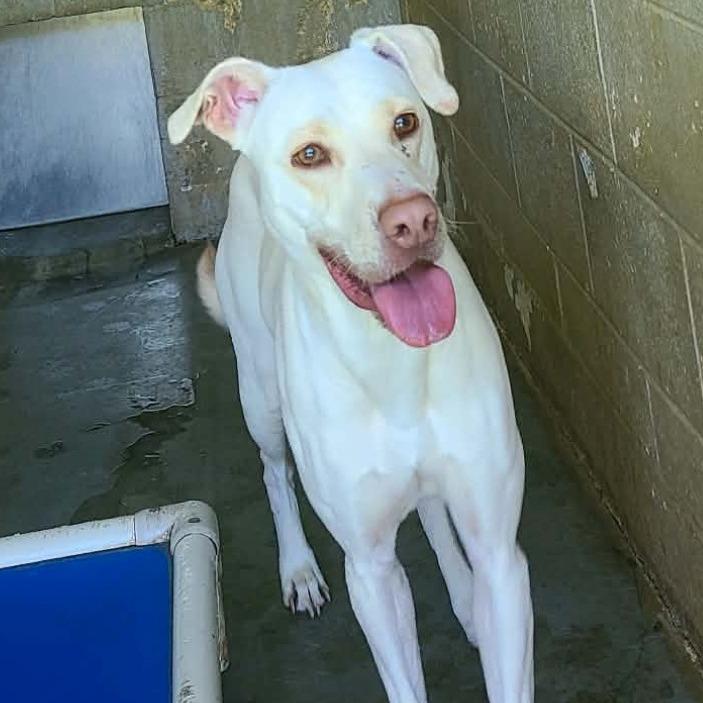 Millie, Adoptable, Adult Female Yellow Labrador Retriever.