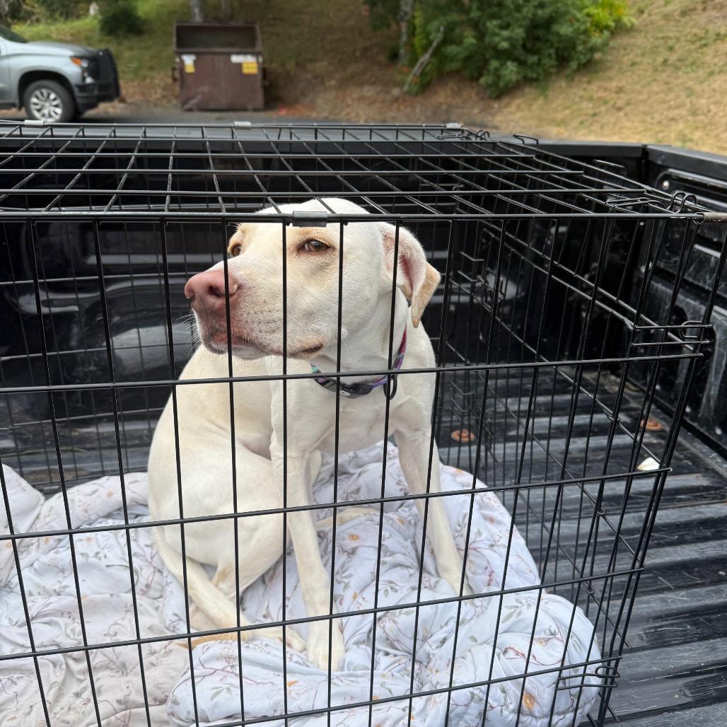 Enlarge Millie, a Adoptable Yellow Labrador Retriever in Coos Bay, OR image 2/2