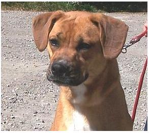 Enlarge Cyrus, a Adoptable mixed breed in Clearfield, PA image 1/2