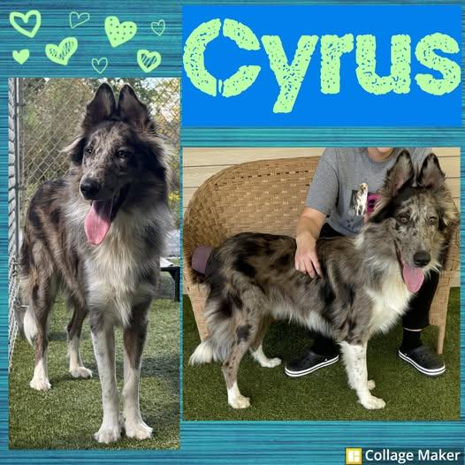 Enlarge Cyrus, a Adoptable mixed breed in Clearfield, PA image 2/2