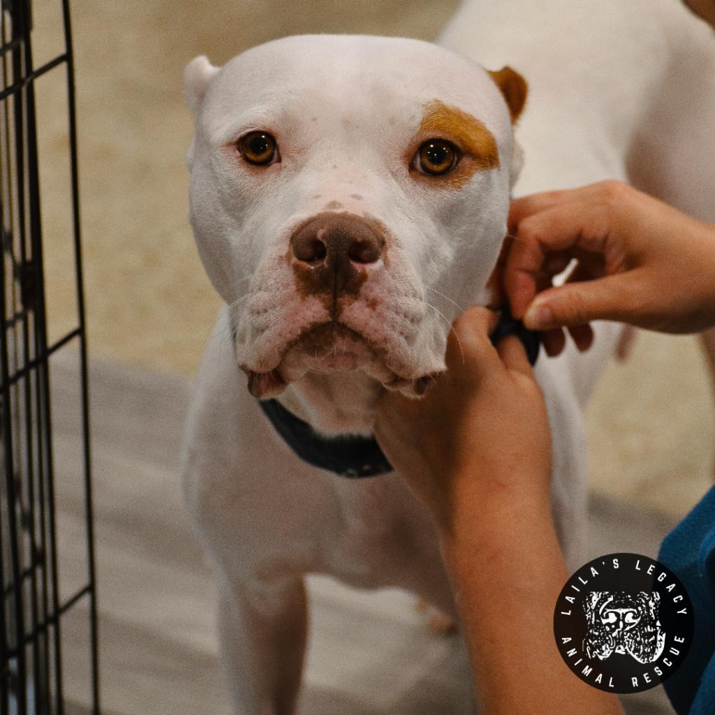 Prue, Adoptable, Adult Female Mixed Breed & Terrier.