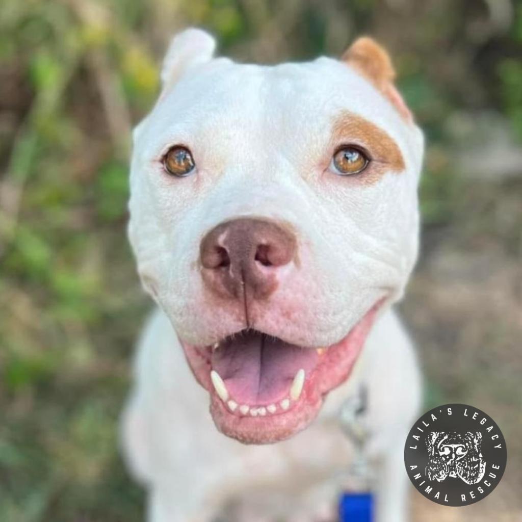 Enlarge Prue, a Adoptable mixed breed in Washington, DC image 2/2