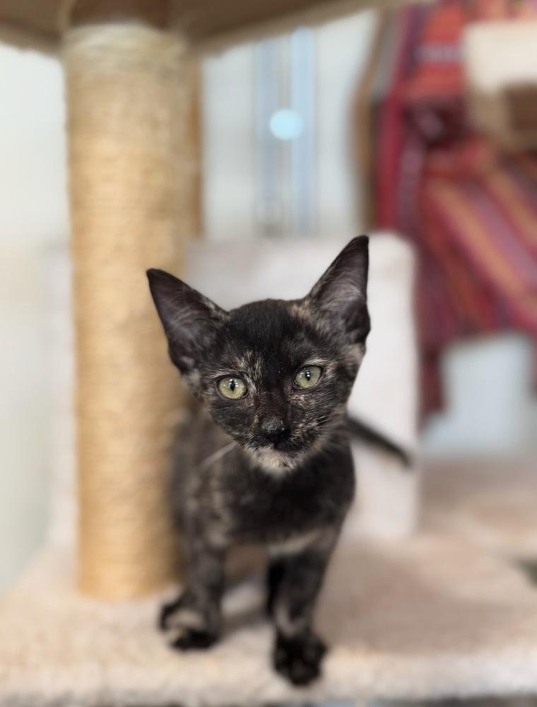 Kairi, Adoptable, Kitten Female Domestic Short Hair.