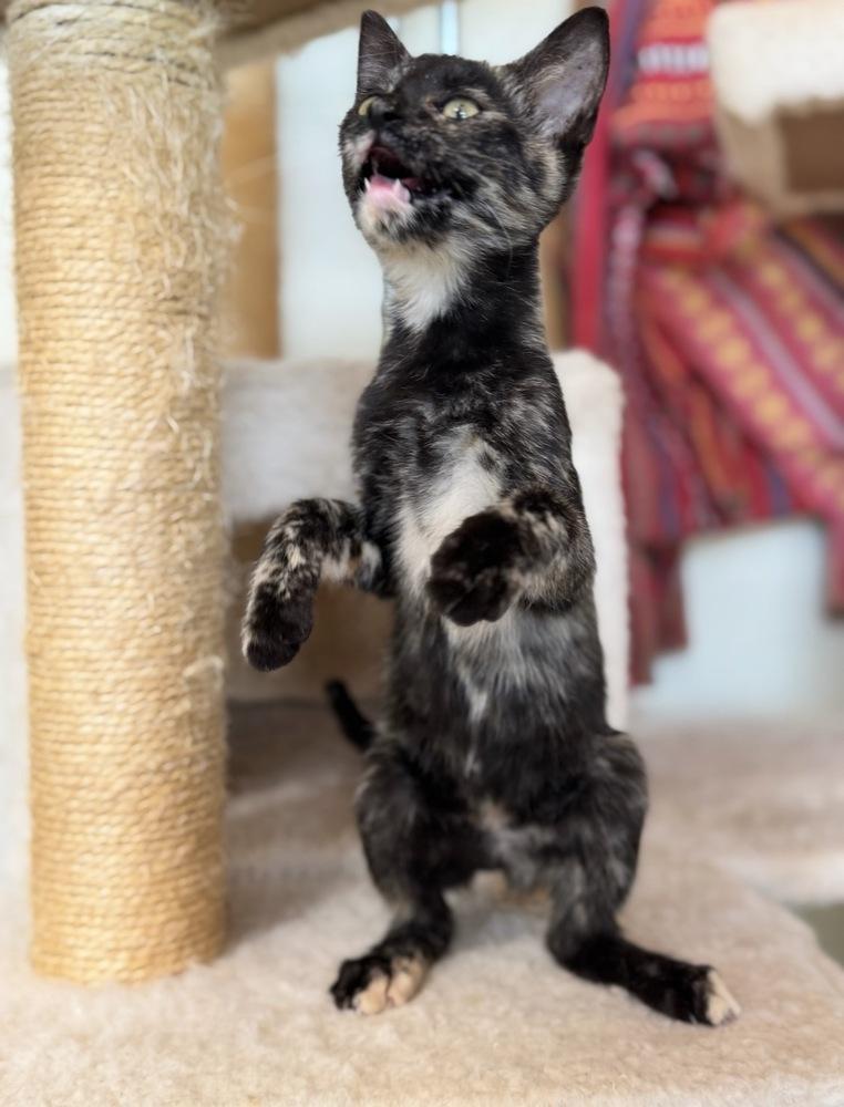 Enlarge Kairi, a Adoptable Domestic Short Hair in Tucson, AZ image 2/3