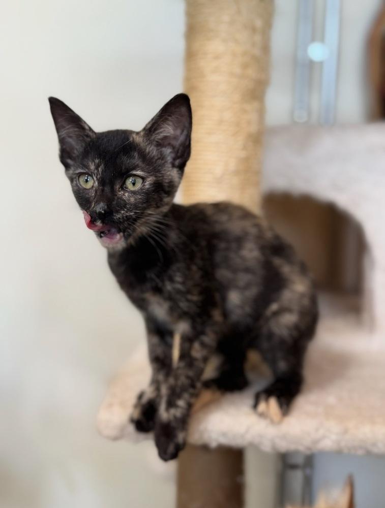Enlarge Kairi, a Adoptable Domestic Short Hair in Tucson, AZ image 3/3