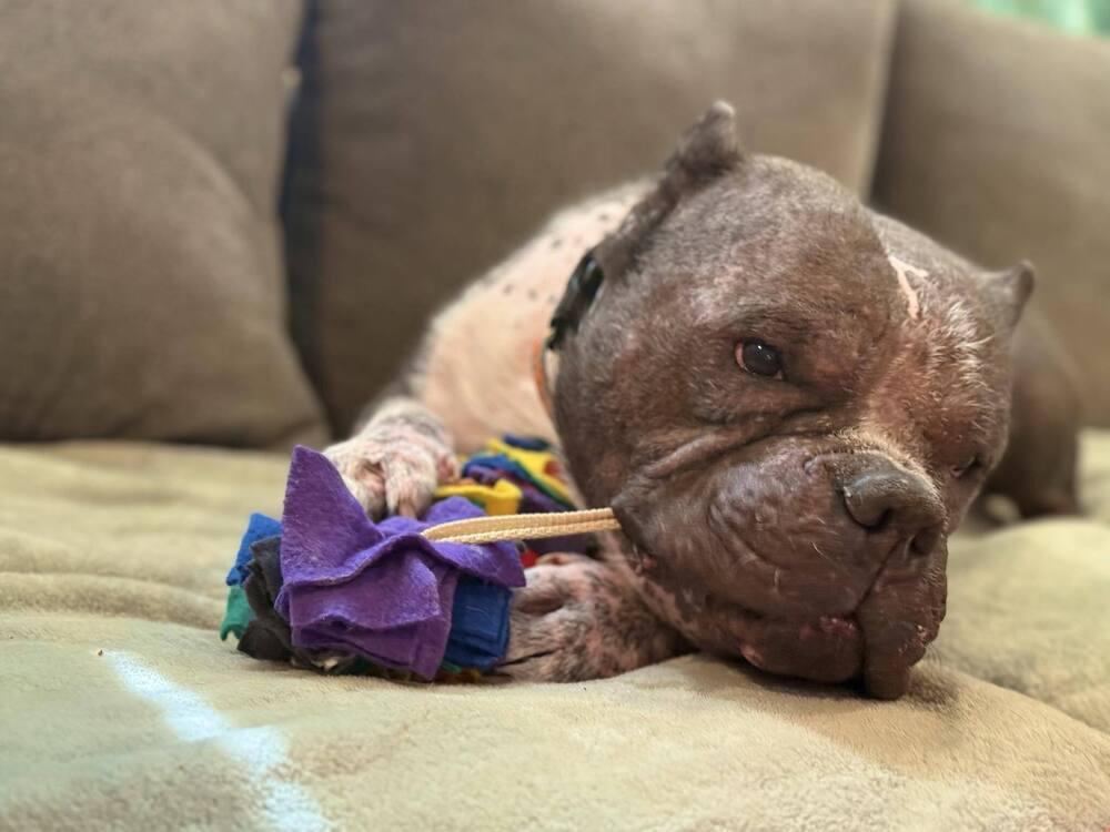 Wilbur, Adoptable, Adult Male American Bulldog & American Staffordshire Terrier.
