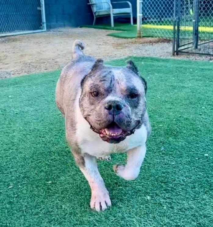 Wilbur, Adoptable, Adult Male American Bulldog & American Staffordshire Terrier.