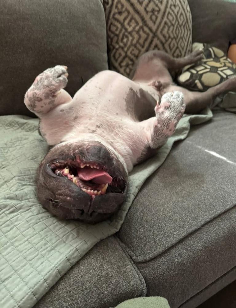 Enlarge Wilbur, a Adoptable mixed breed in Phoenix, AZ image 2/6