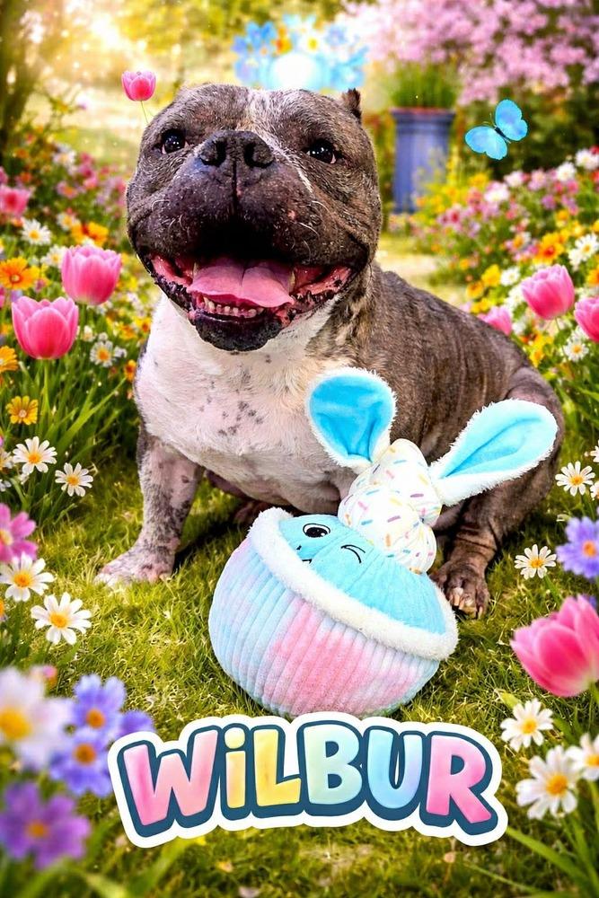 Enlarge Wilbur, a Adoptable mixed breed in Phoenix, AZ image 3/6