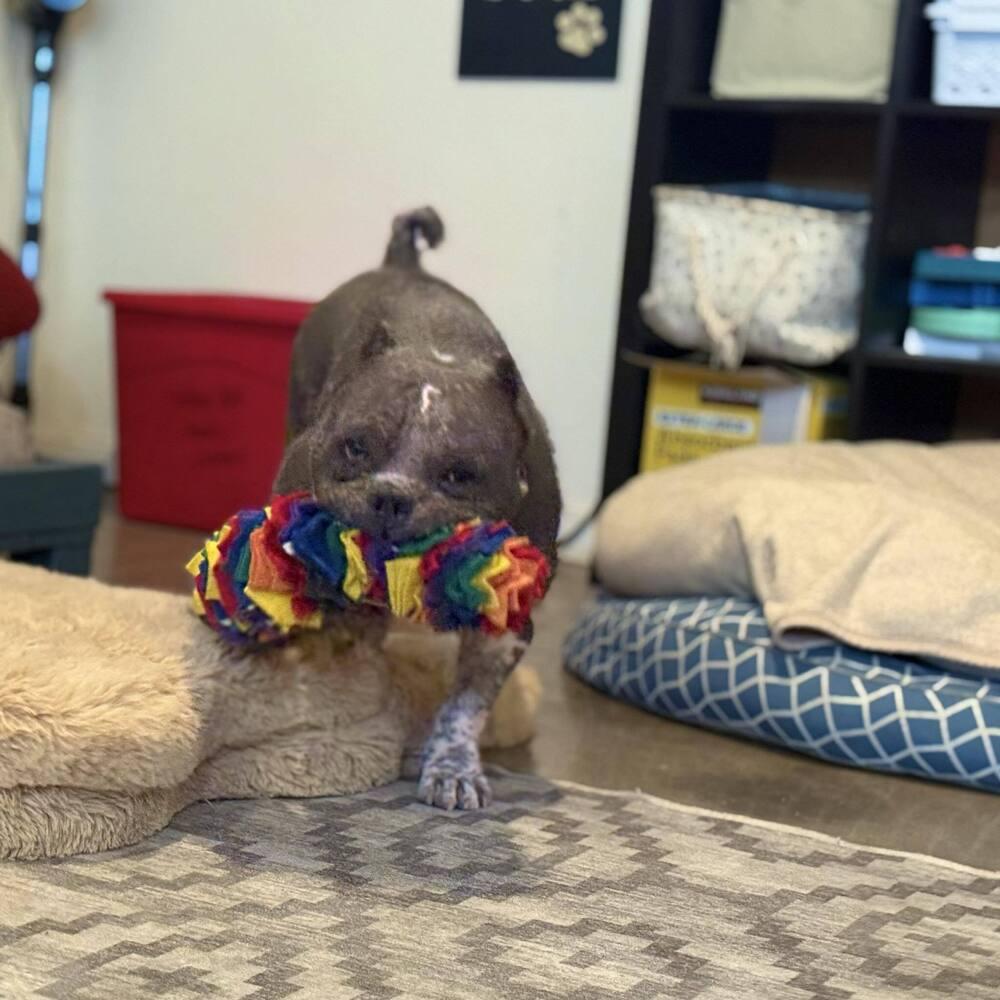 Enlarge Wilbur, a Adoptable mixed breed in Phoenix, AZ image 4/6