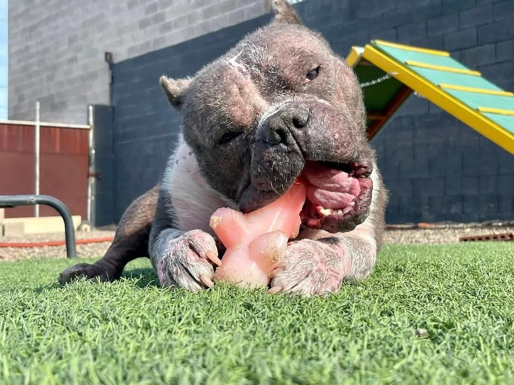 Enlarge Wilbur, a Adoptable mixed breed in Phoenix, AZ image 5/6