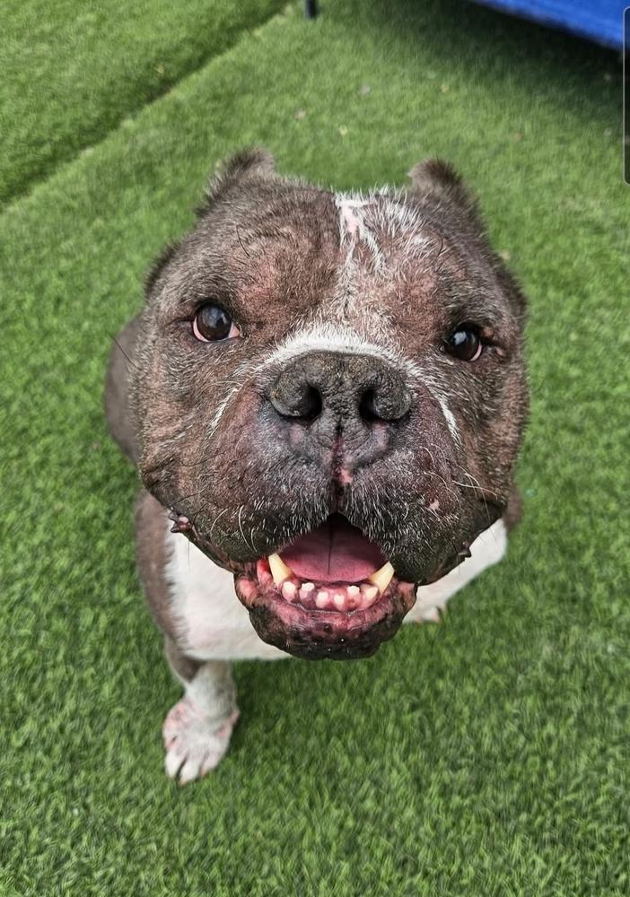 Enlarge Wilbur, a Adoptable mixed breed in Phoenix, AZ image 6/6