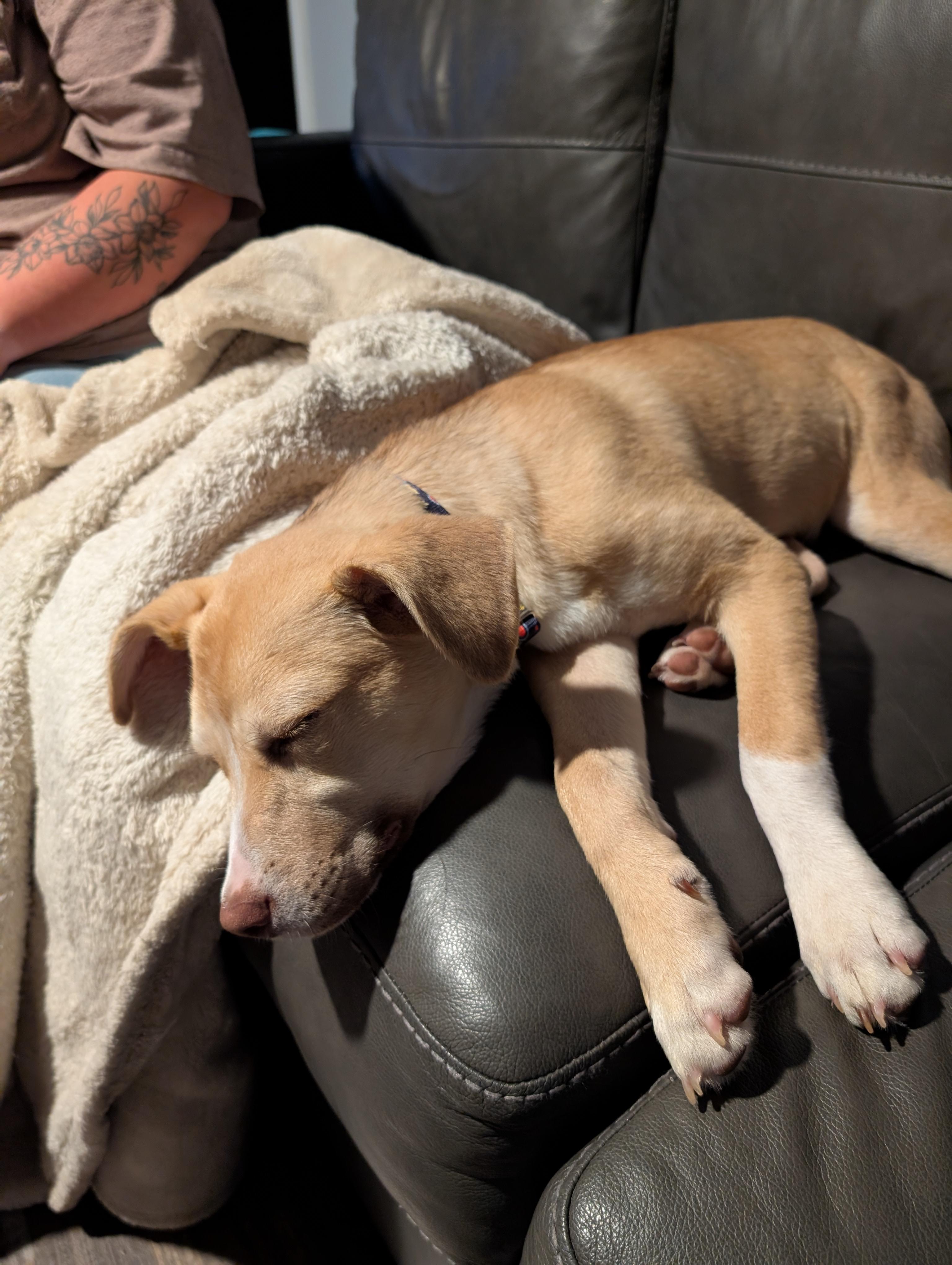 Disney, Adopted, Young Female Beagle & Labrador Retriever.