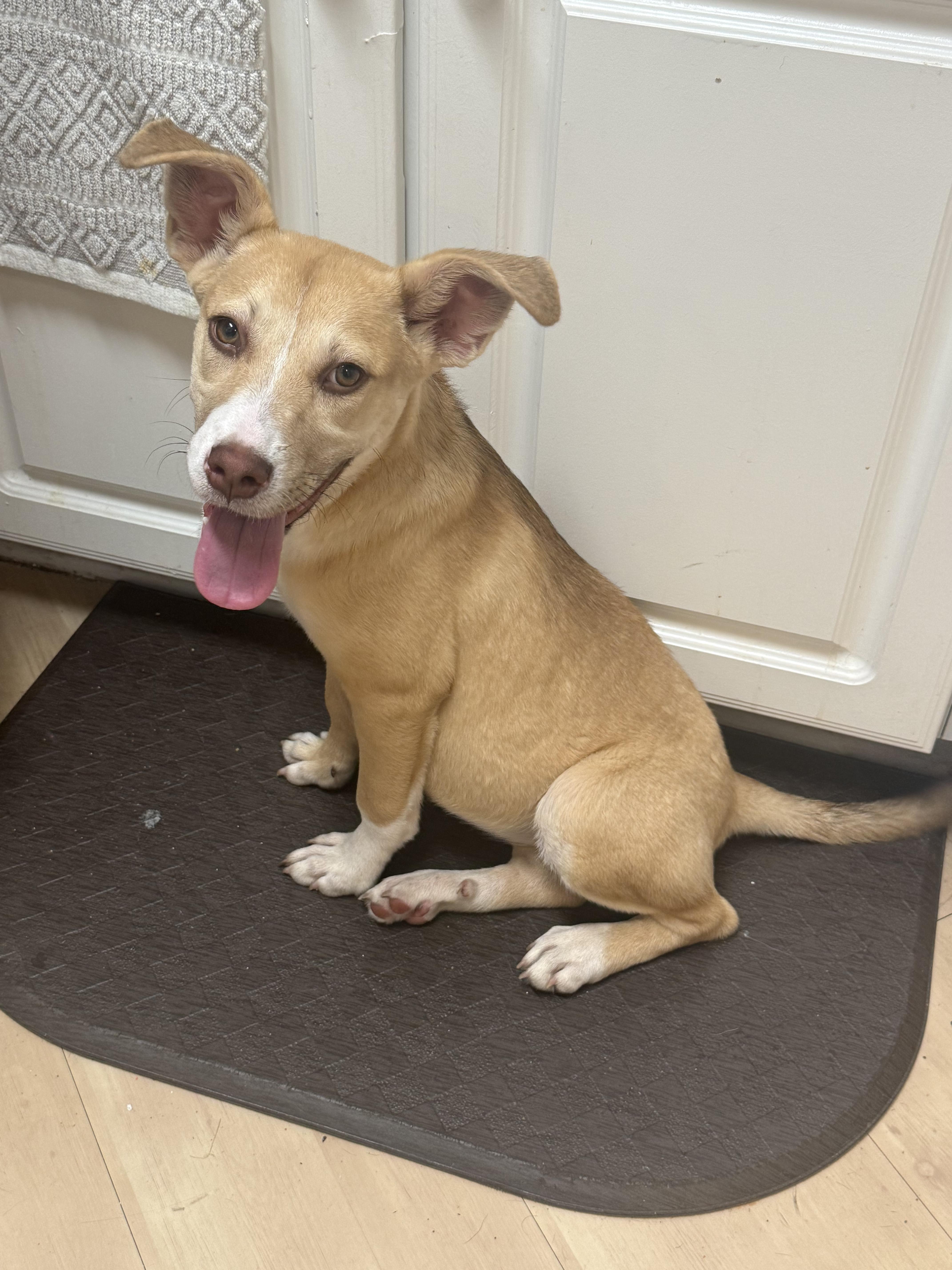 Disney, a Adopted mixed breed in Bloomingdale, GA image 2/5