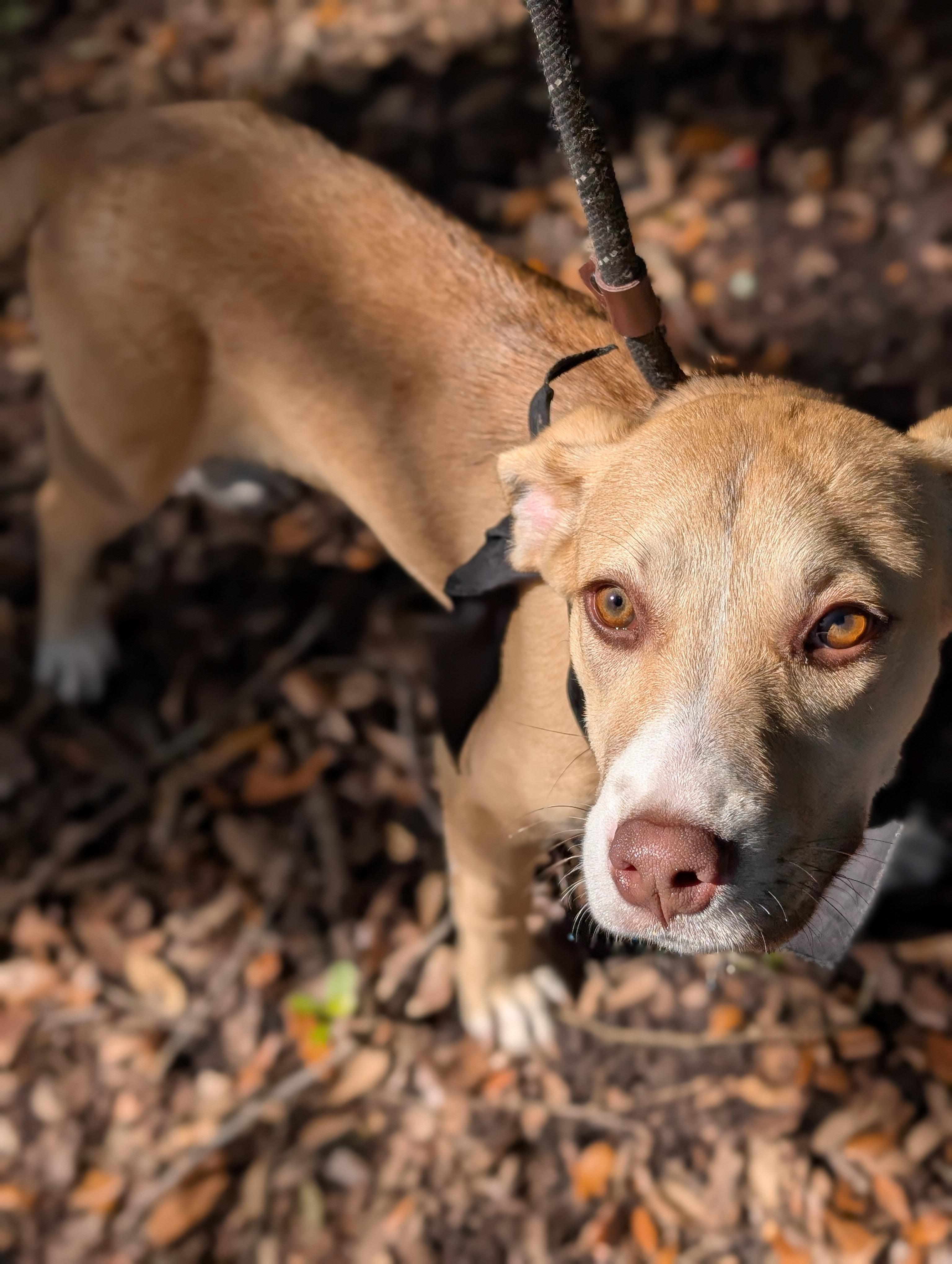 Disney, a Adopted mixed breed in Bloomingdale, GA image 4/5