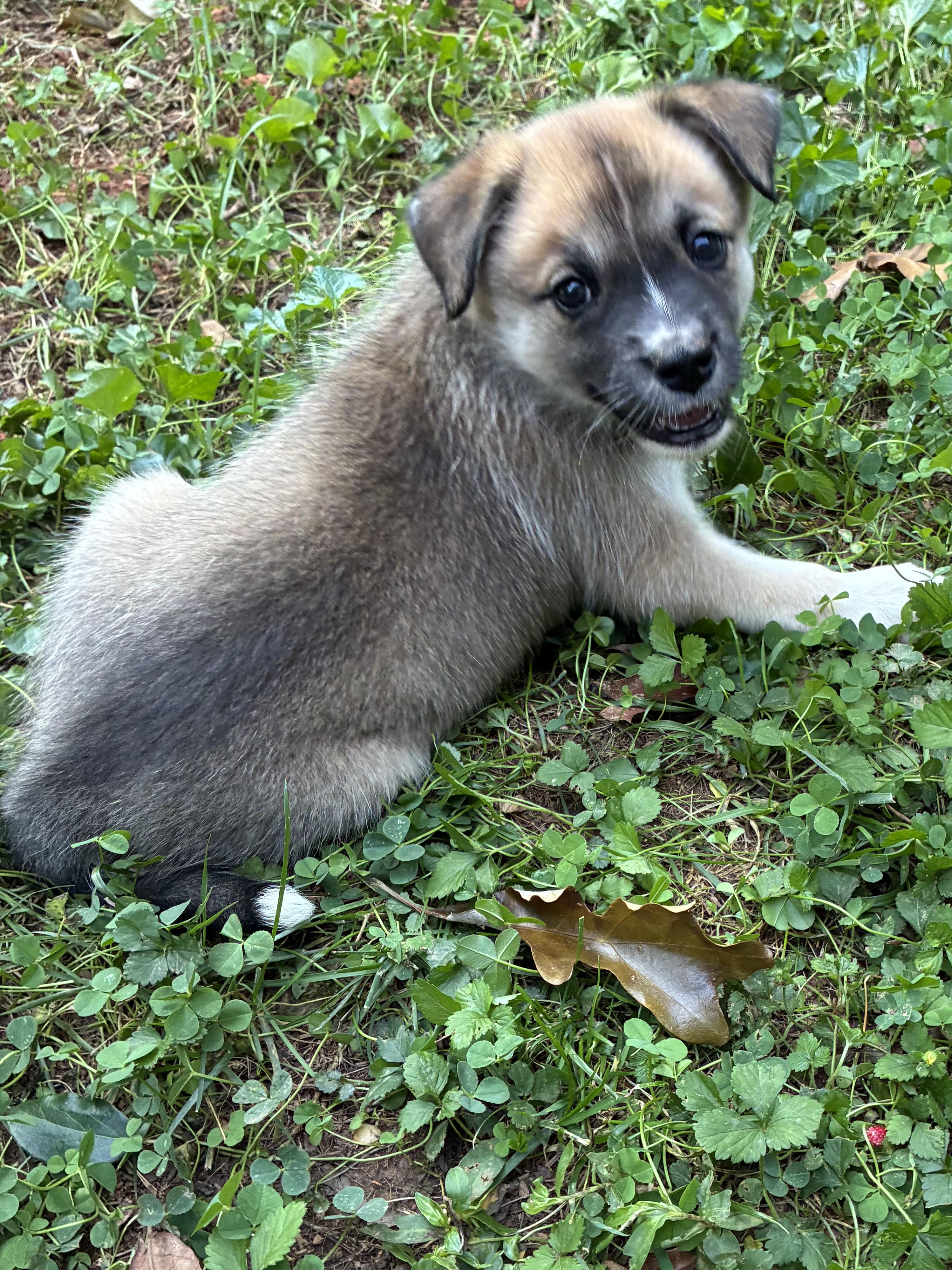 Enlarge Tess, a Adoptable mixed breed in Greensboro, NC image 1/1
