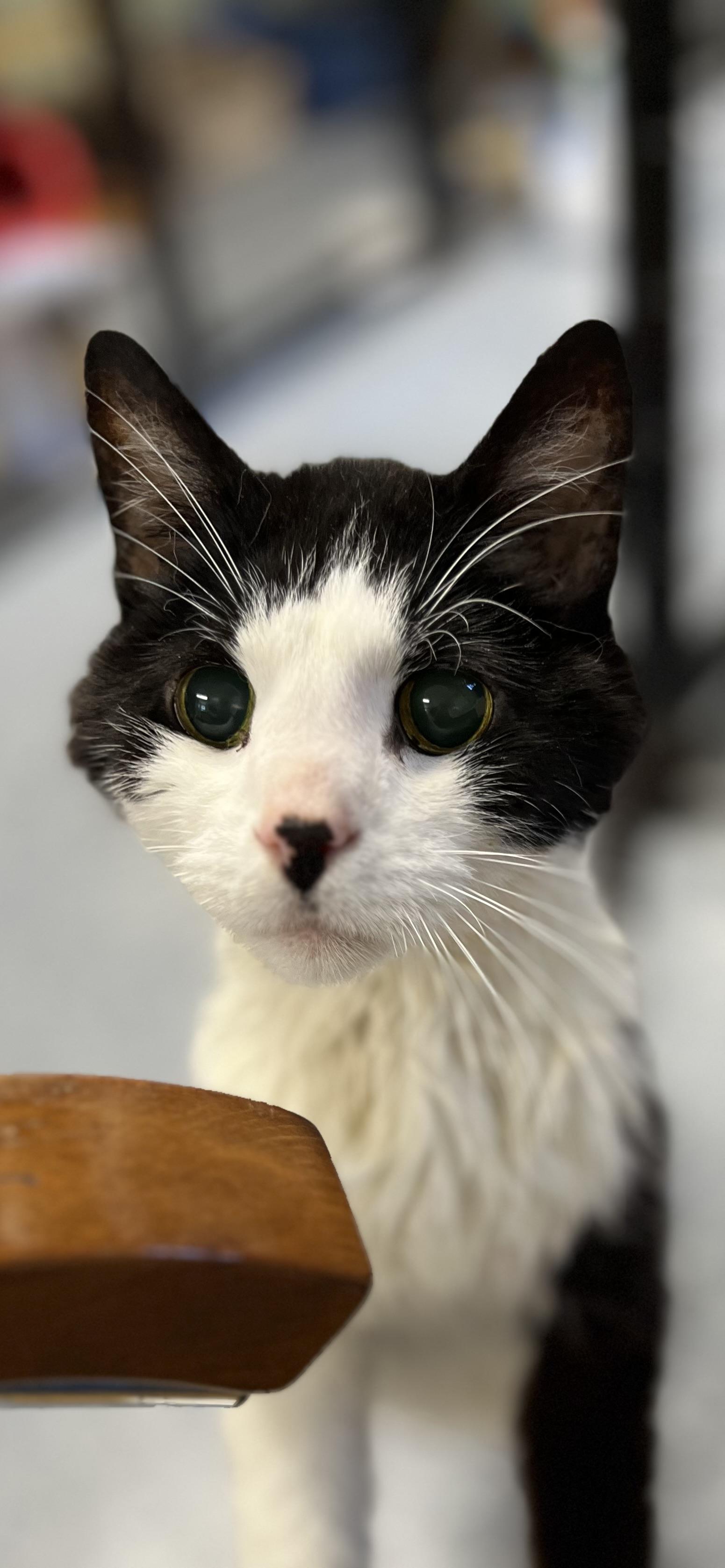 Mario, Adult Male unknown