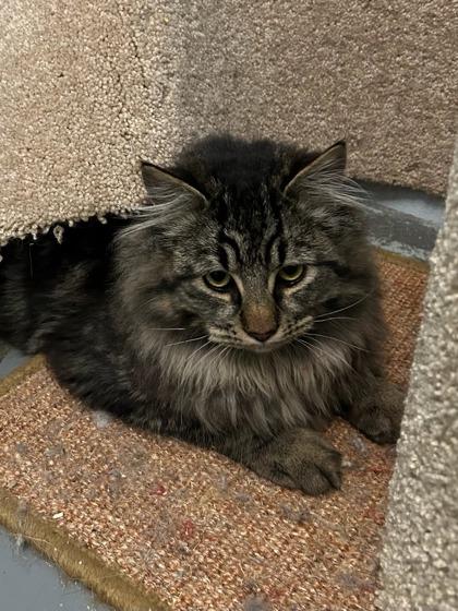 Huevos, Adoptable, Young Male Domestic Long Hair & Domestic Short Hair.